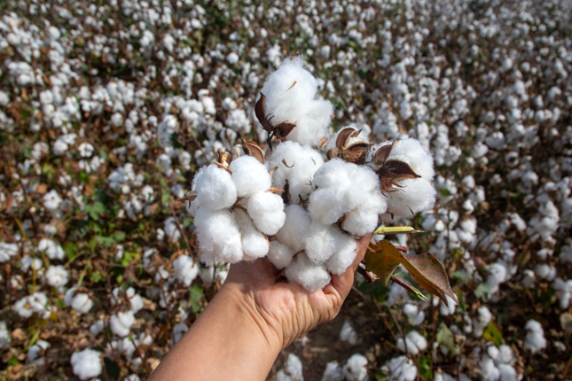 Cotton